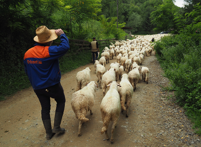 Marius and his flock head for the hills