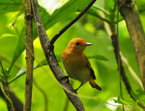 The kakerori was until recently one of the world’s rarest birds