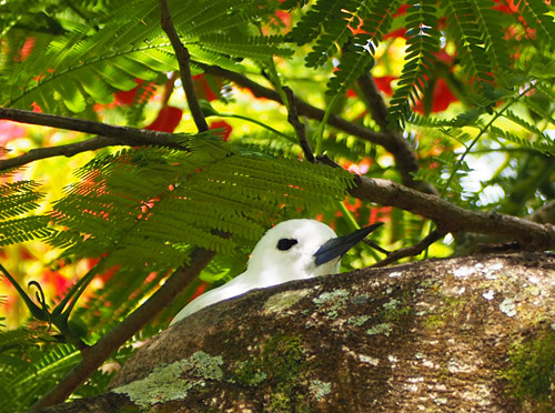 A white tern peeks from its no-frills nest atop a branch