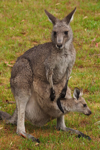 Kangaroo and joey at Halls Gap