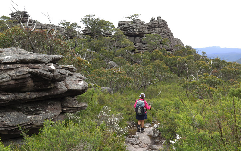 Auswalk guide Marie Killeen on the track up Mt Rosea