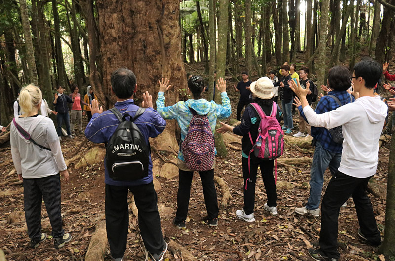 A Meditation Tours group pays homage to an ancient puriri tree