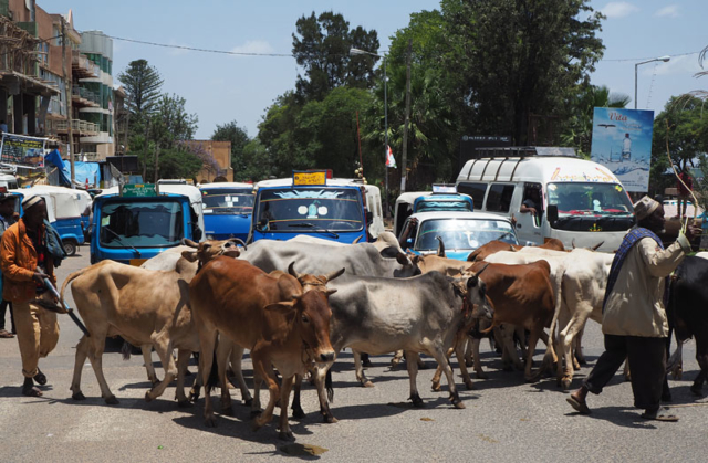 Traffic jam on the main road in Harar, eastern Ethiopia.