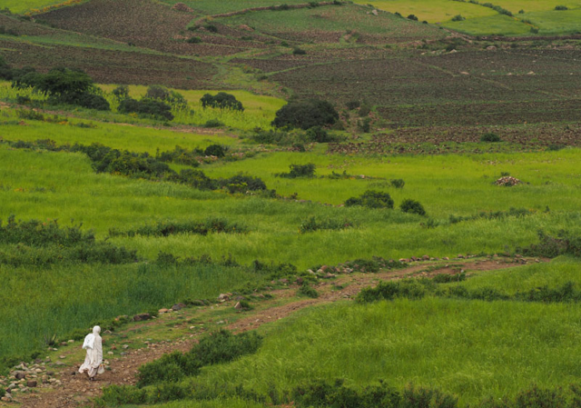A woman walks through fields of teff, Ethiopia’s staple grain, near Axum.