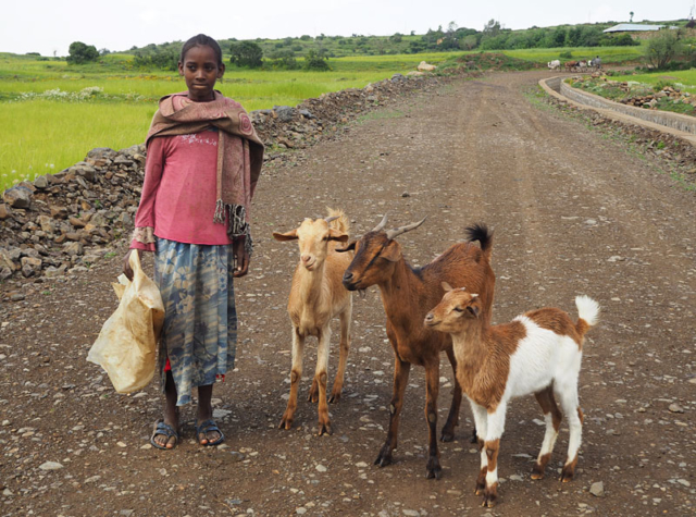 A girl and her goats, Axum, northern Ethiopia.
