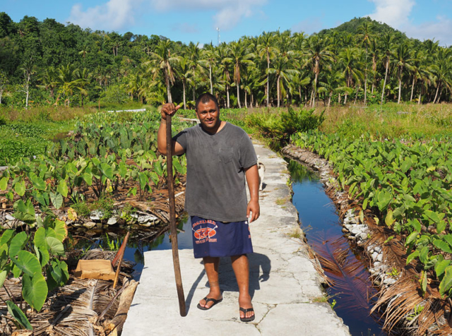 Peter Taliva'a, a chief on Aunu'u Island, in his taro plantation.