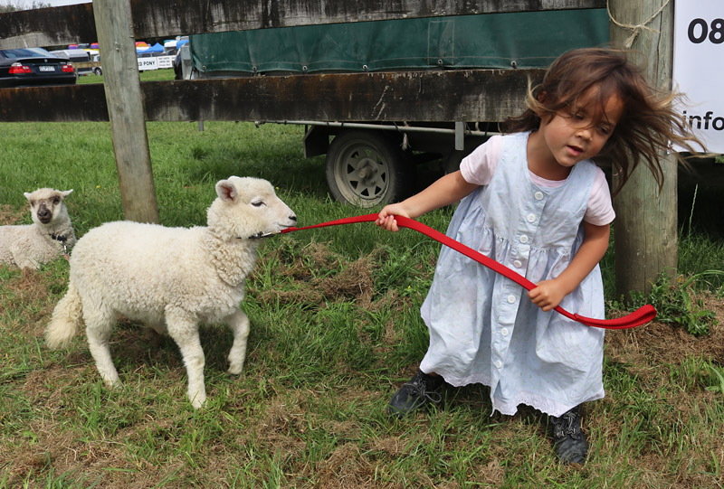 Valhalla, 3, leads a reluctant pet lamb named Sparkleface at the Bay of Islands P&I Show