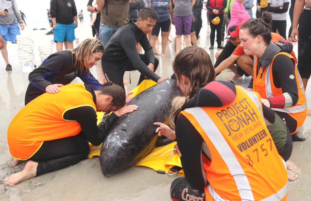Rescuers bid a tearful farewell to a pygmy killer whale after hopes of saving it are dashed