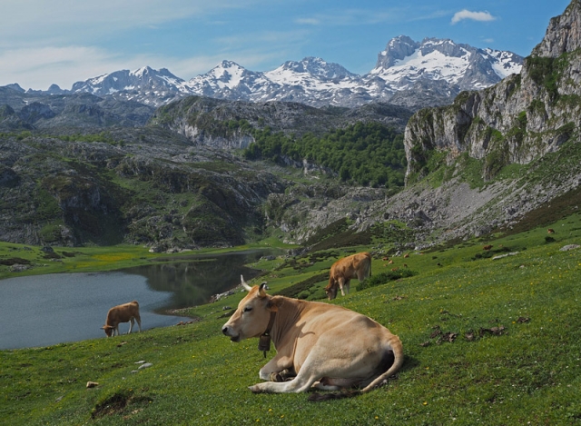 Cows graze by a lake in Picos de Europa (The Peaks of Europe) in a scene reminiscent of the Swiss Alps