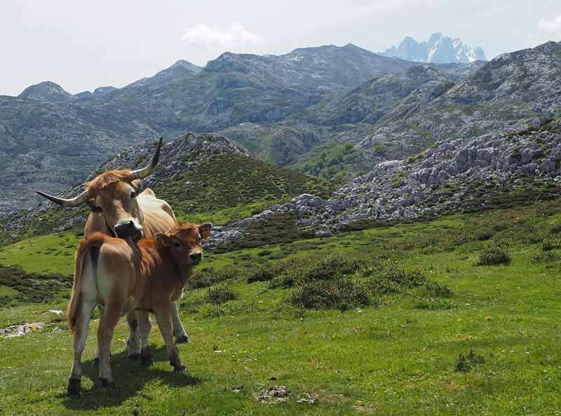 A cow licks its calf in Picos de Europa (The Peaks of Europe), Spain