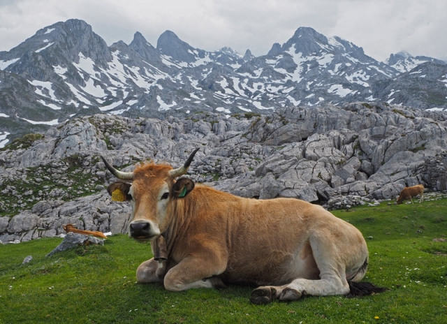 A cow chills out in Picos de Europa (The Peaks of Europe), Spain