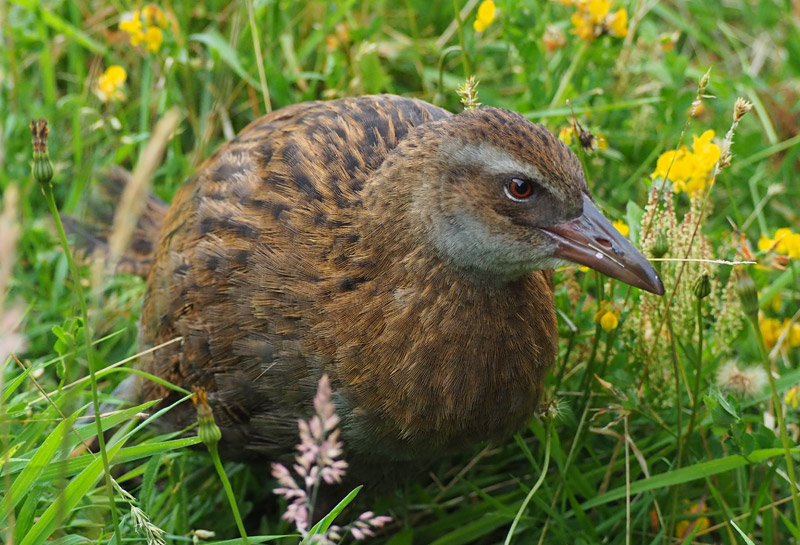 Weka will steal anything they can lay their beaks on