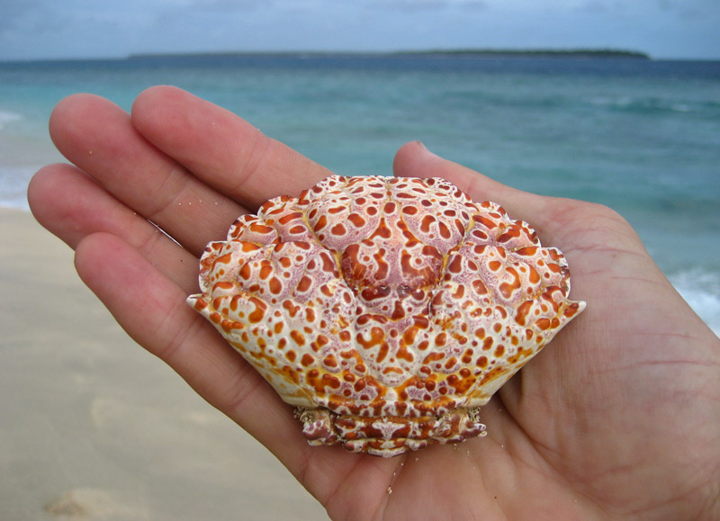 Crab shell on Uoleva Island