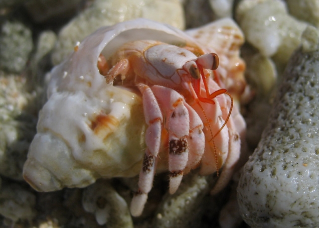 A hermit crab peers from its shell on Uoleva Island