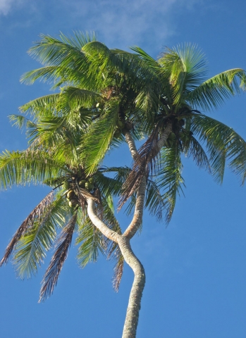 Mutant three-headed coconut palm, Tongatapu