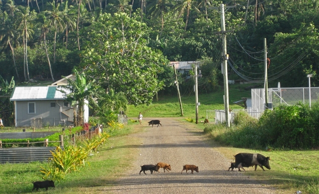 Rush hour on ‘Utungake Island