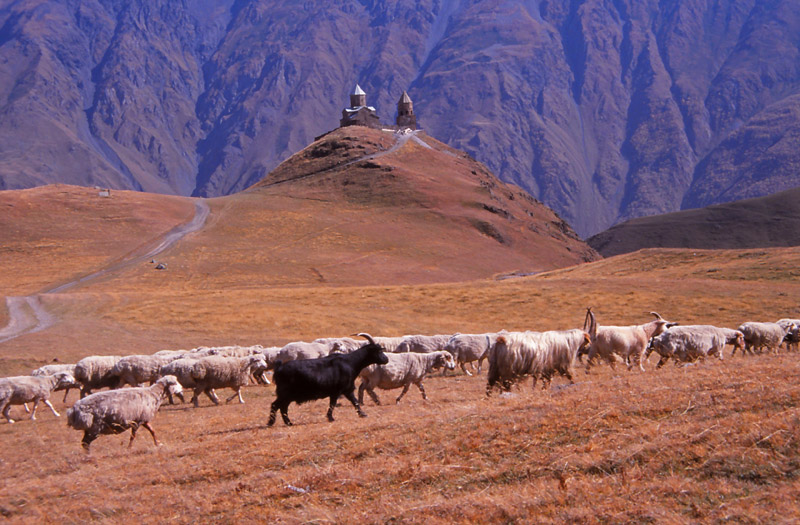 Goats and fat-tailed sheep pass a 14th century church in the Caucasus Mountains