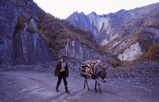 A young man collects firewood with the help of his donkey