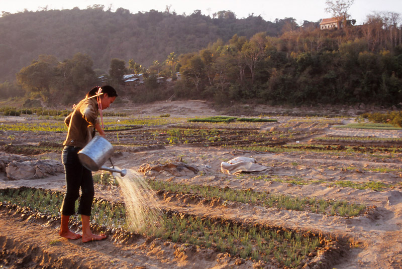A young woman waters crops on the banks of the Mekong River in Luang Prabang