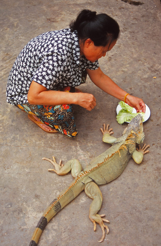 A woman feeds her pet iguana in Vientiane