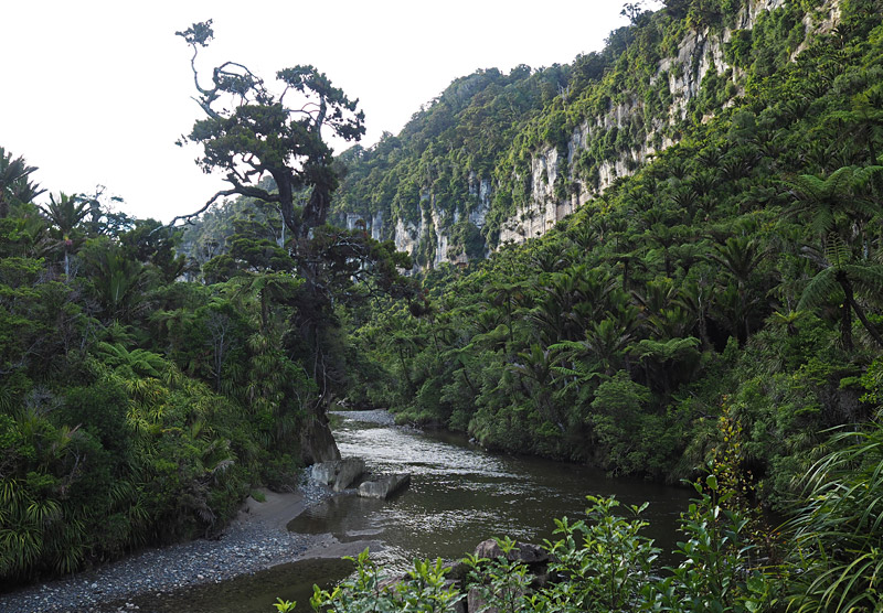 The gorgeous Pororari Gorge at the northern end of Paparoa Track