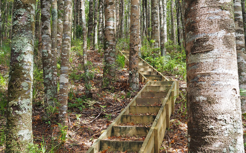 The track passes through a grove of regenerating kauri.