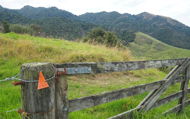 An orange marker is the only evidence of the trailhead on Tangihua Road. 