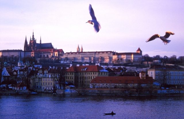 Gulls wheel over the Vltava River with Prague Castle in the distance