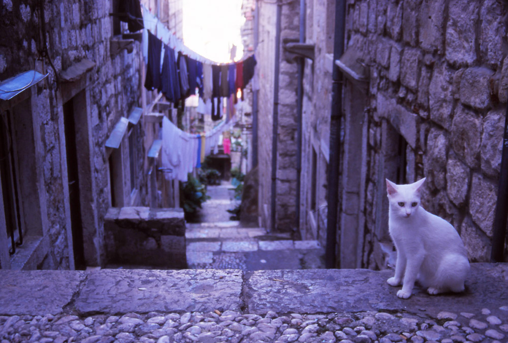 Croatia, 1999: A cat hangs out in an alley of the feline-friendly city of Dubrovnik. Photo: Peter de Graaf