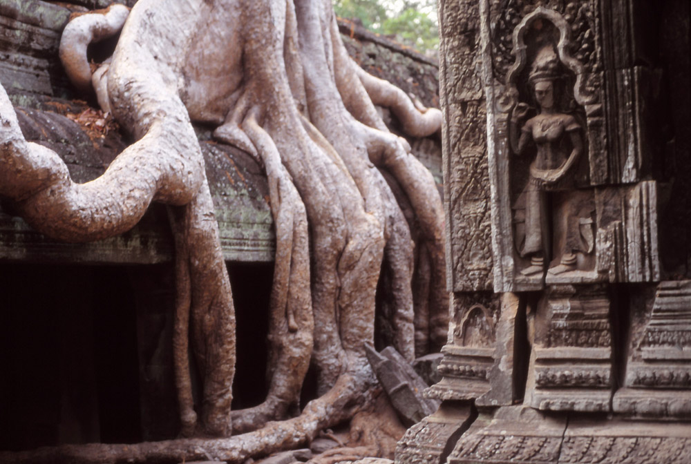 Spong tree roots engulf the ruins of Ta Prohm, built by a 12th ruler to honour his mother