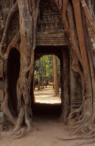 A tree engulfs a gopura (gateway) at the 12th century Ta Som temple