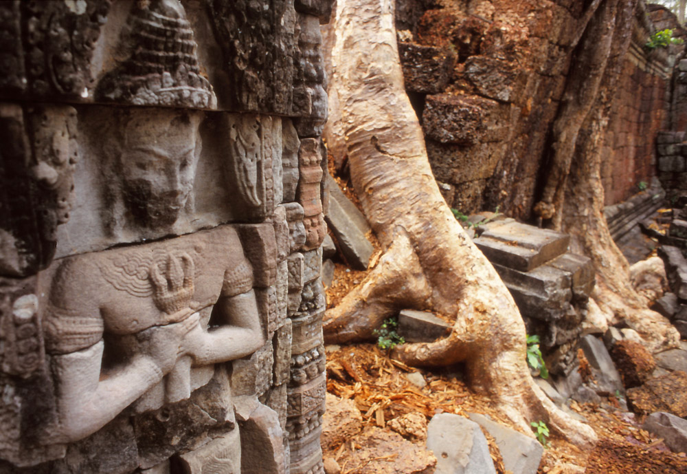 Spong trees engulf the walls of the 12th century Preah Khan temple
