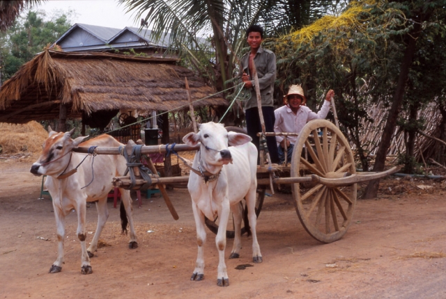 Rural transport in Cambodia has changed little in centuries