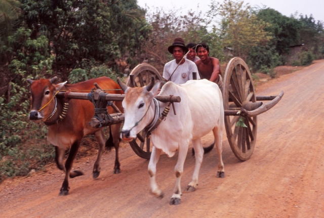 Ox-drawn carts are a common sight in rural Cambodia