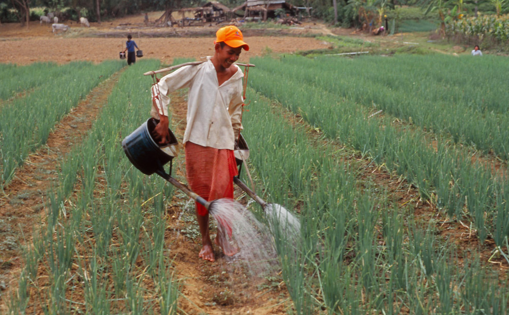 A boy waters dry-season crops near Battambang