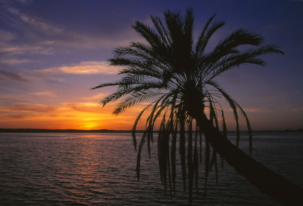 Sunset sihouettes a date palm at Fatnas Island, Siwa Oasis
