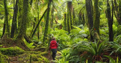 Fiordland’s Hollyford Valley: A walk back in time