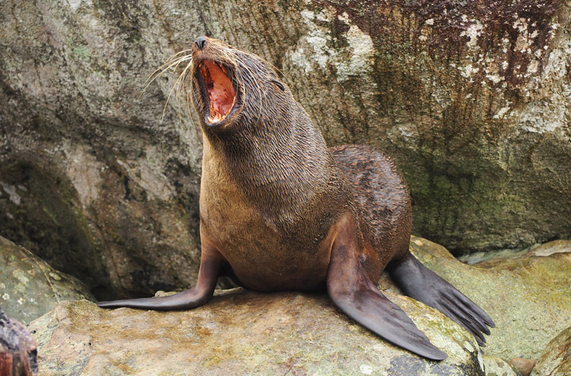 Fur seals are vocal creatures, making a variety of yelps, barks and growls
