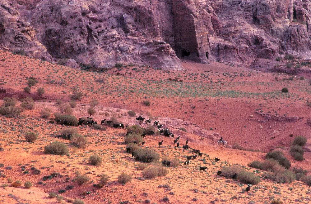 A Bedouin on horseback leads his goats through desert near Petra