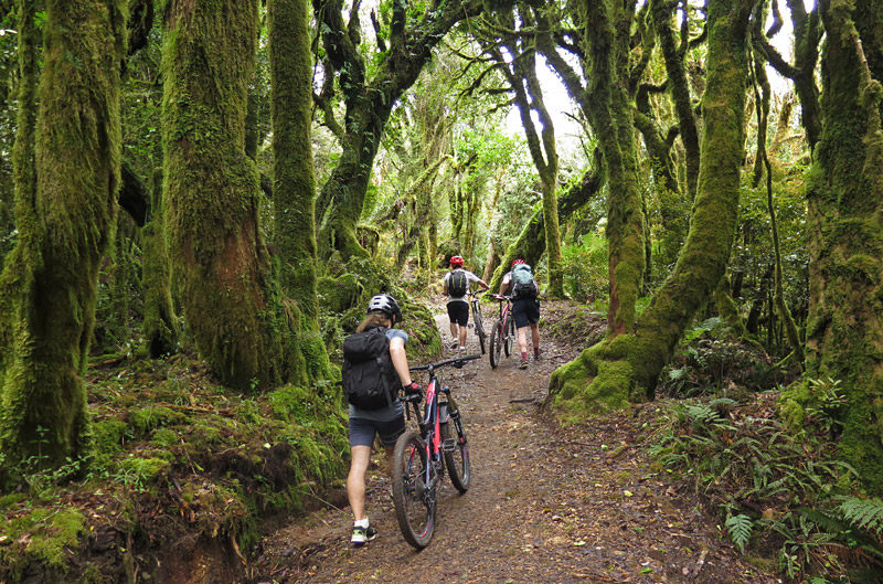 Cyclists plod uphill through the cloud forest