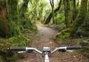 How to ride New Zealand’s Timber Trail without blowing your budget — or busting a gut