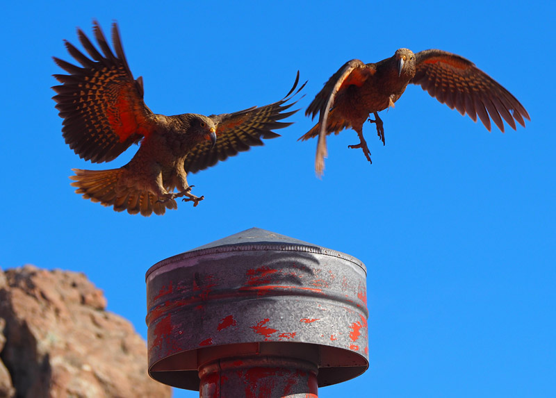 Kea cavorting on the hut chimney