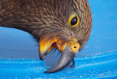 A kea beak is nature's multi-tool